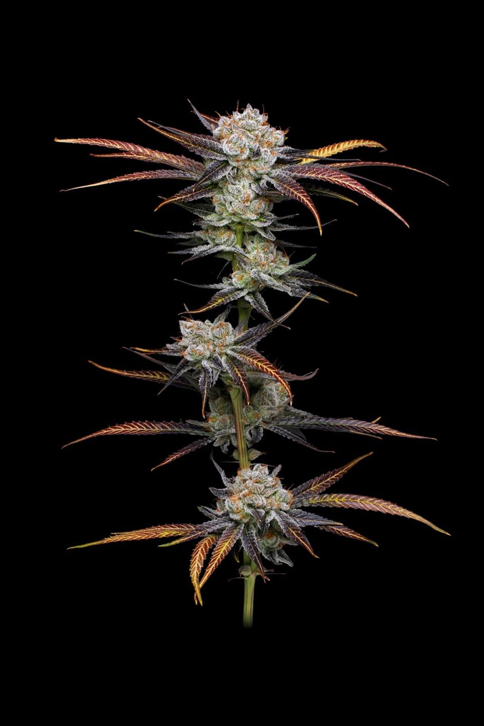 A branch of cannabis flowers (cultivar: Banana Punch) on a black background grown by The Village.