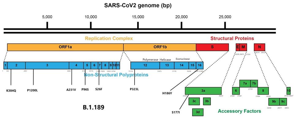 Mutations external to the spike protein