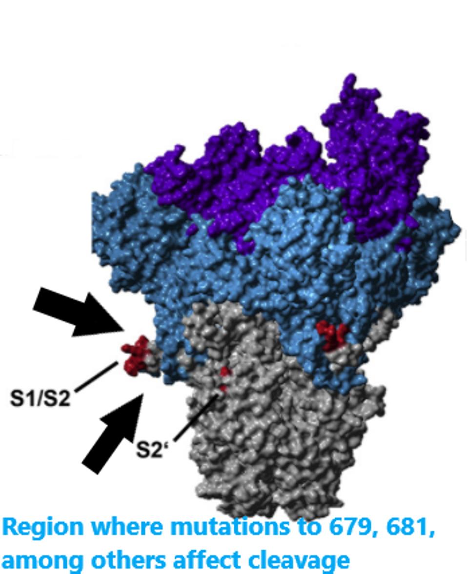 Location of the cleavage site and nearby mutations