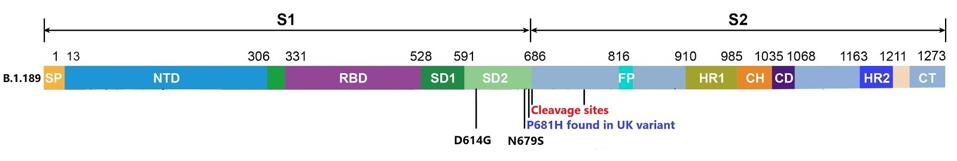 Mutations to the spike protein