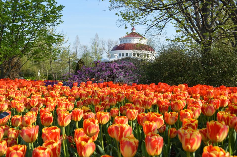 A field of vividly colored tulips at the Cincinnati Botanical Garden.