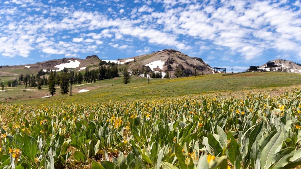 Yellow flowers at Squaw Valley summertime