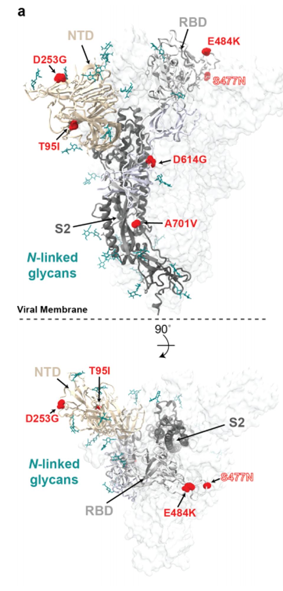 Visual depiction of B.1.526 point mutations