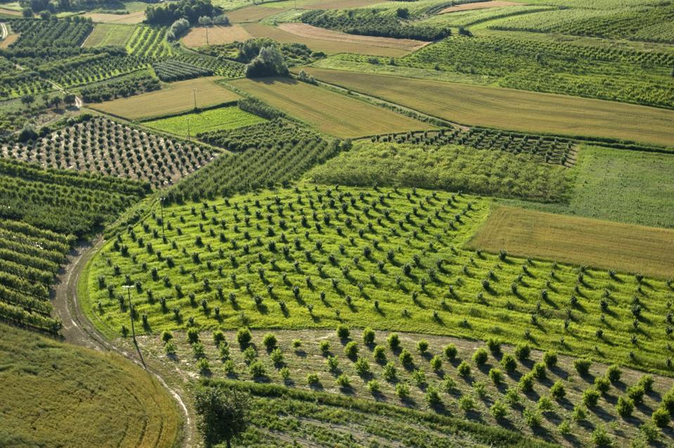 Vineyards in Roero, Piedmont, Italy