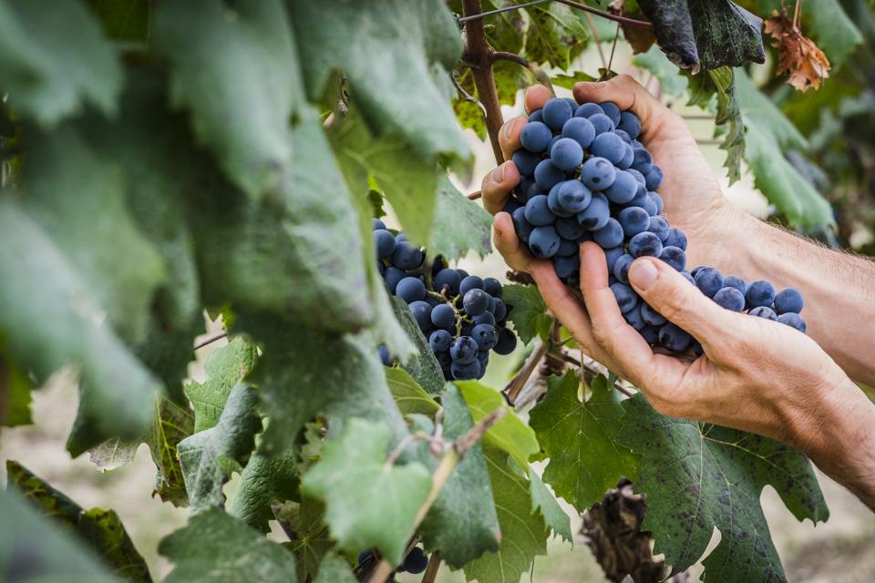 Nebbiolo grapes from Roero, Piedmont, Italy