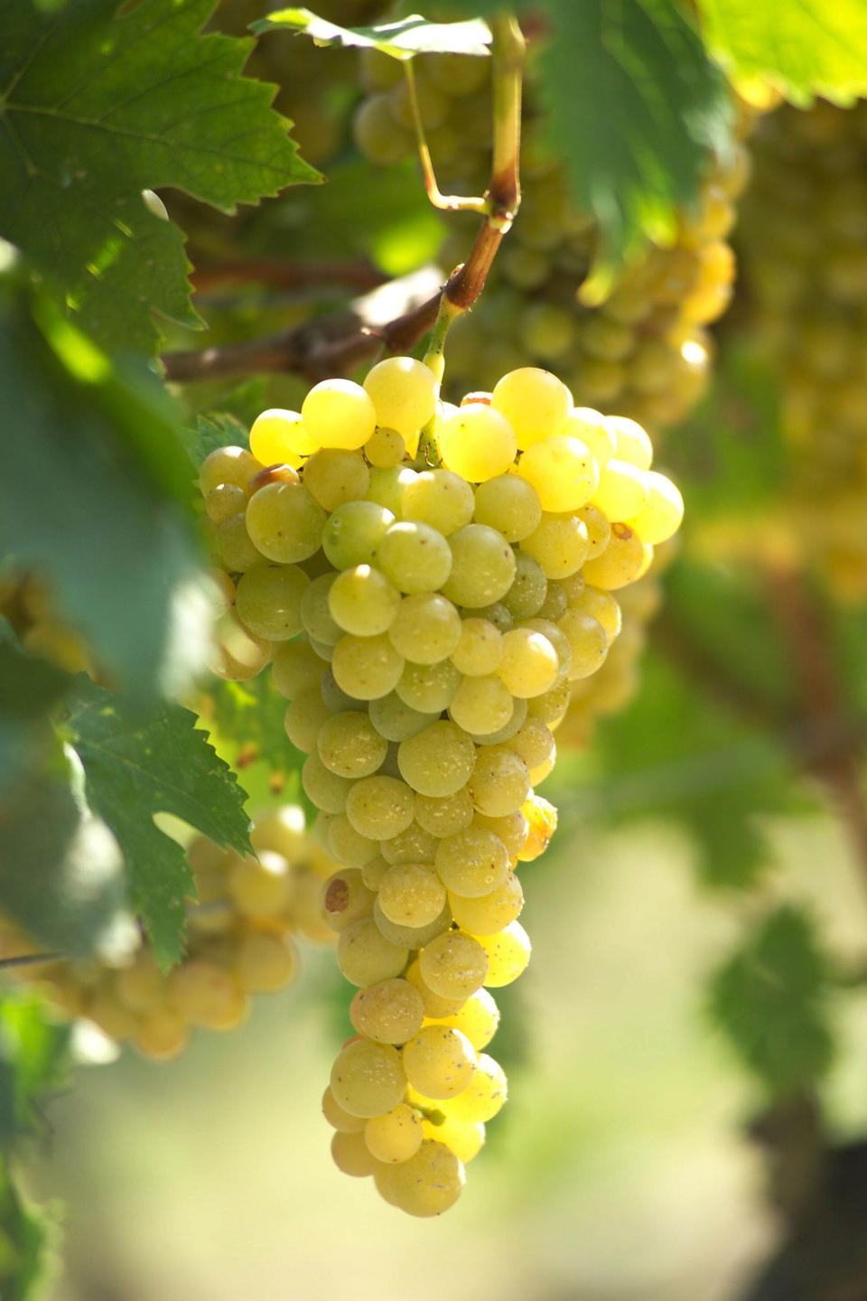 Arneis grapes in Roero, Piedmont, Italy