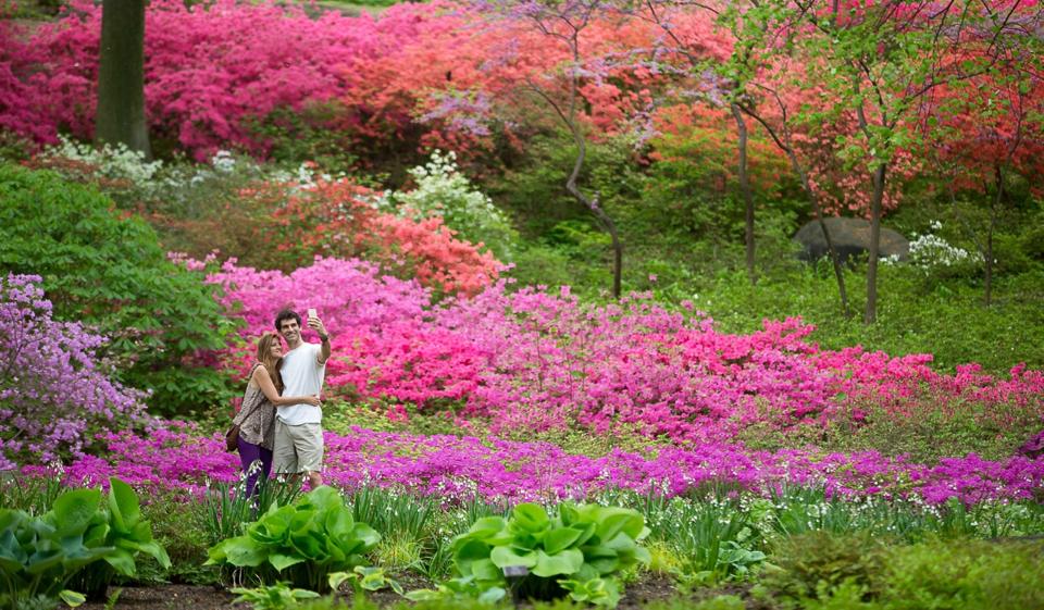 Couple in the Azalea Garden of New York Botanical Garden.
