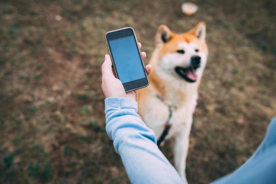 Une femme utilise le téléphone pour entraîner son chien à l'extérieur dans un parc public