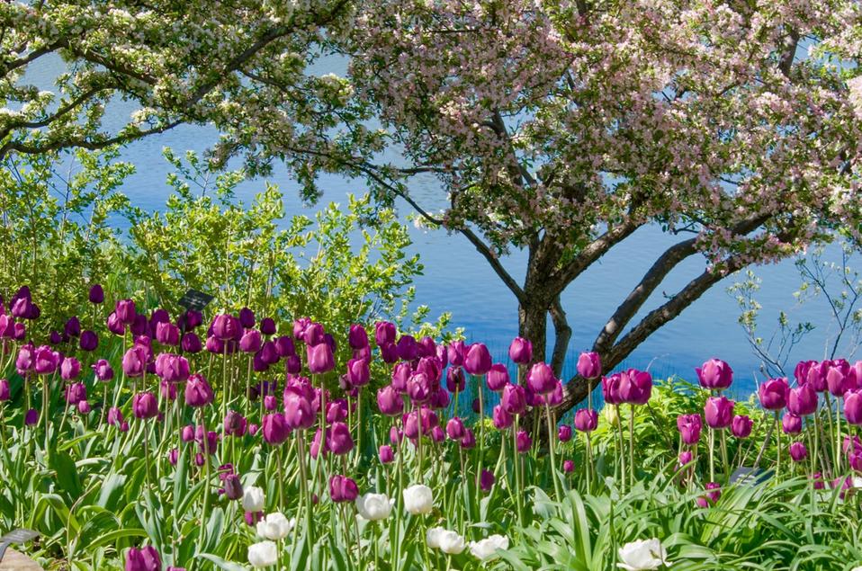 Crabapples and tulips