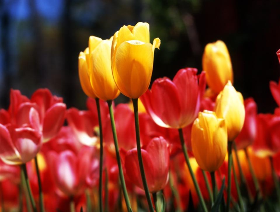 Yellow red tulips
