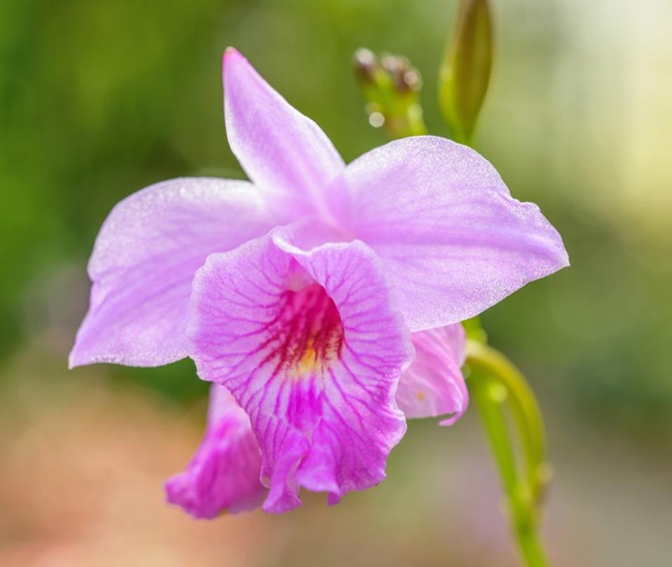 Pink orchid at Atlanta Botanical Garden, Georgia, USA.