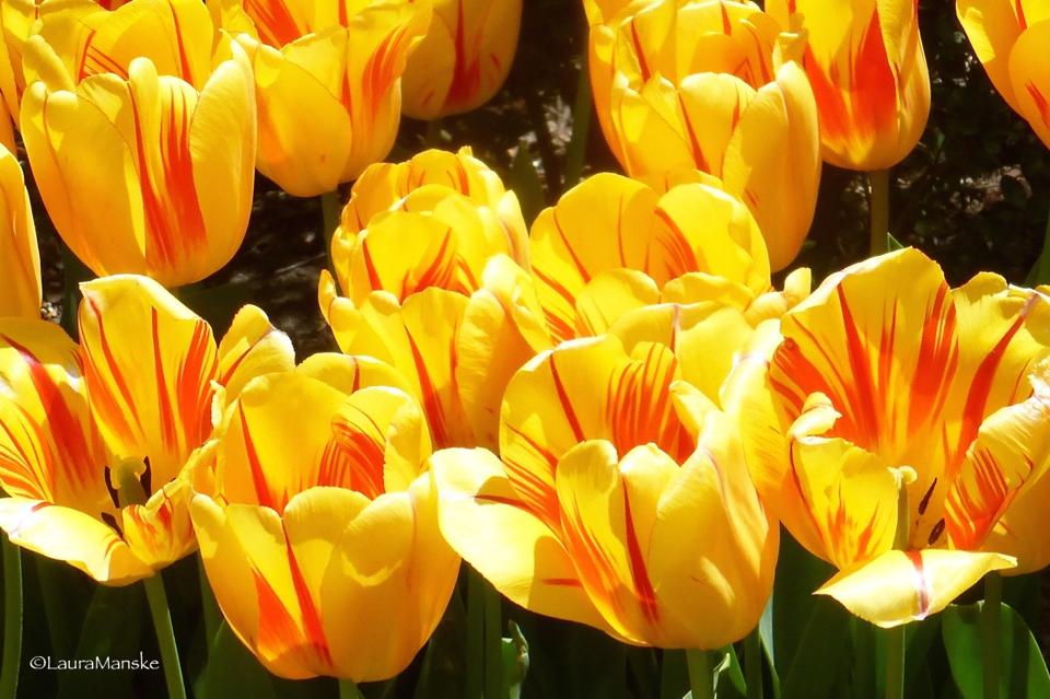 Yellow tulips