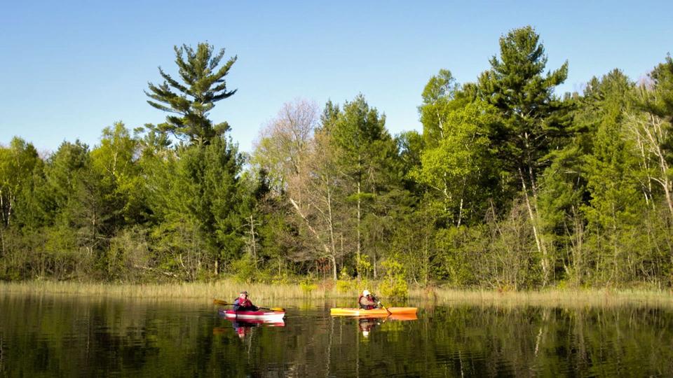 Two people kayaking on a lake with tall trees in the background