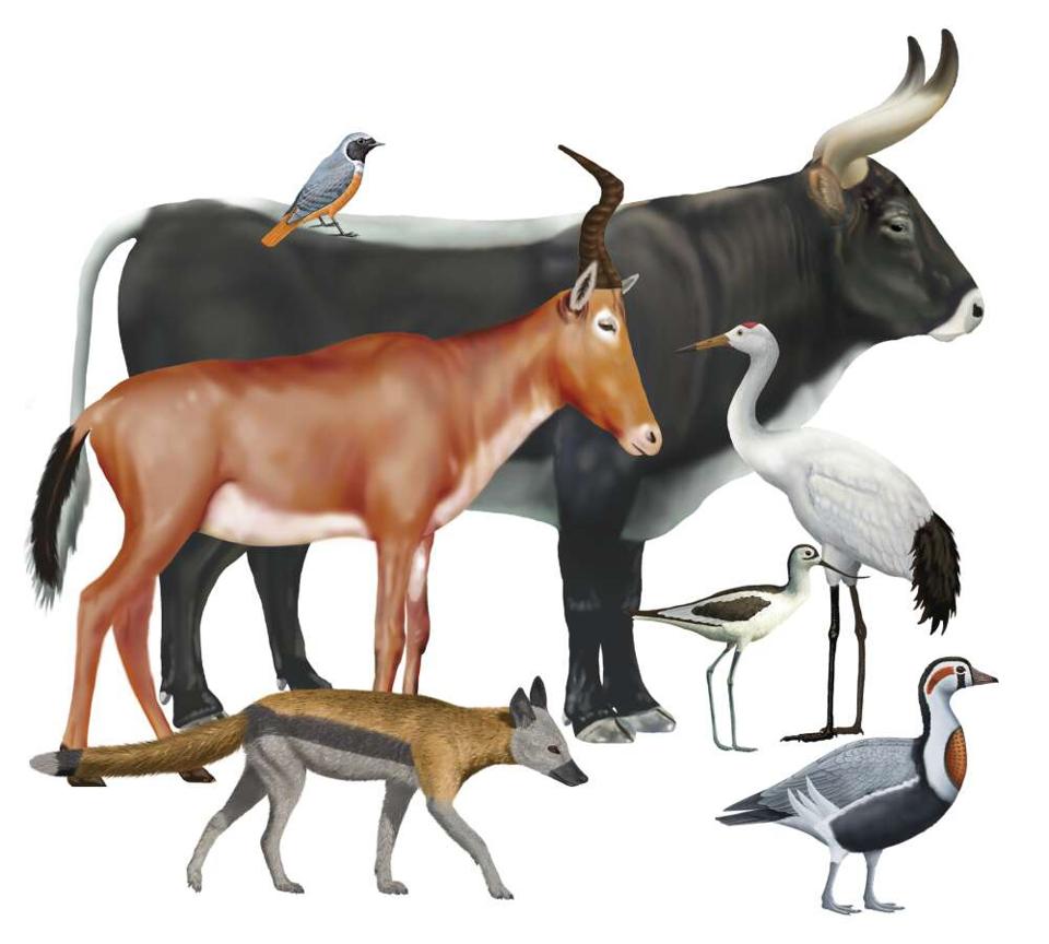 The ‘Mona Lisa’ Of Ancient Egyptian Art Depicts Extinct Goose