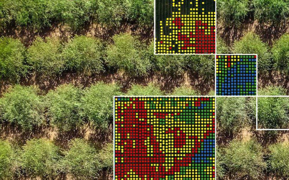 Visión por computadora en la agricultura