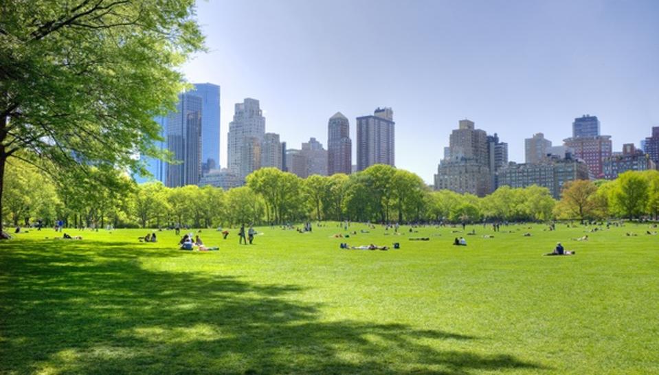 Great lawn in Central Park