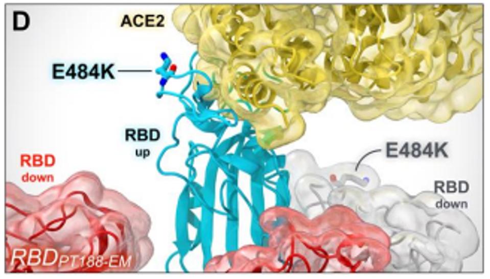 3D rendering of the RBD