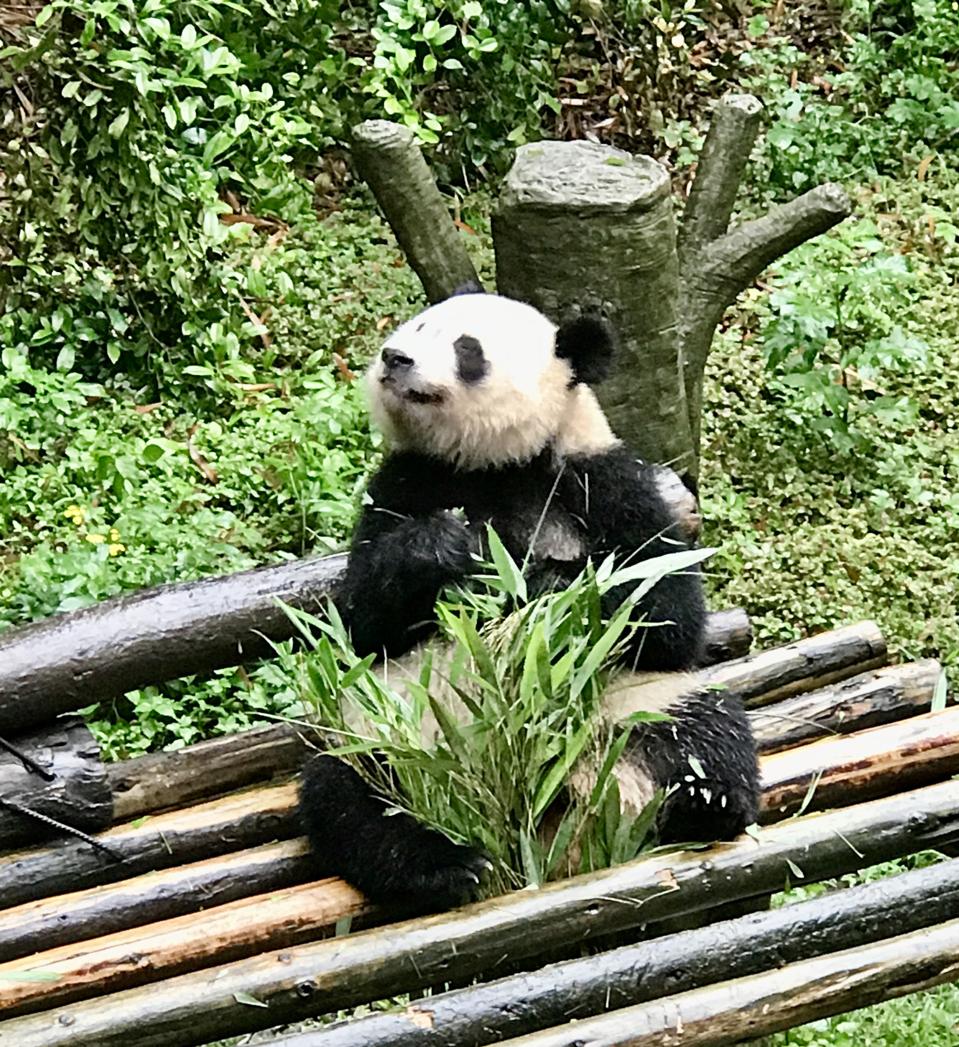 panda
