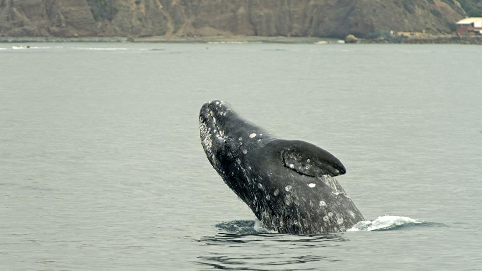 Grey Whale Breach