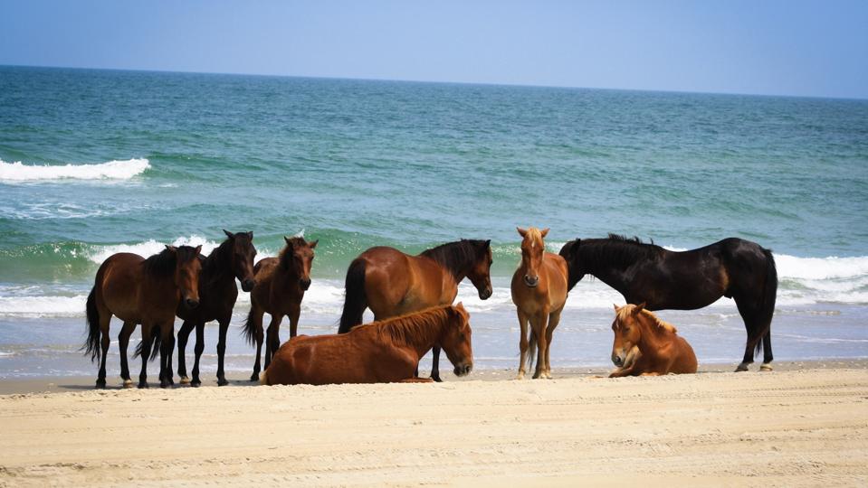 Chevaux sauvages à Corolla