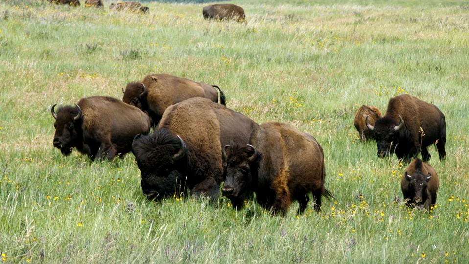 Roaming Bisons