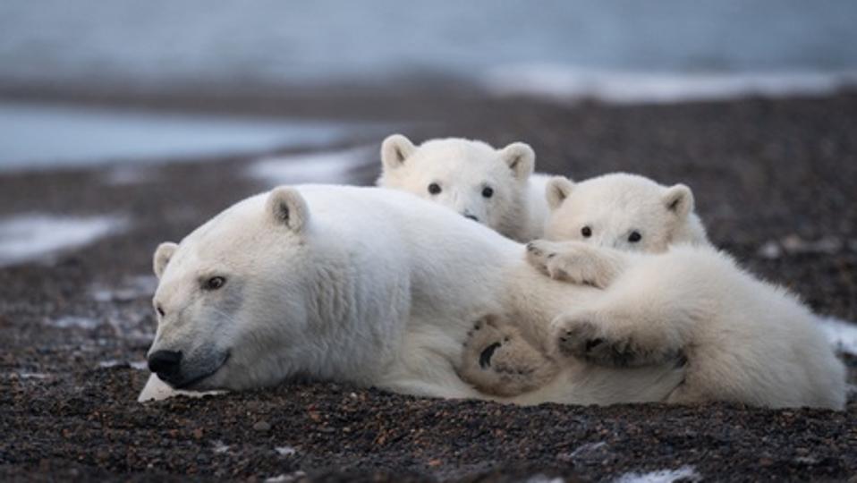 Famille d'ours polaires d'Alaska