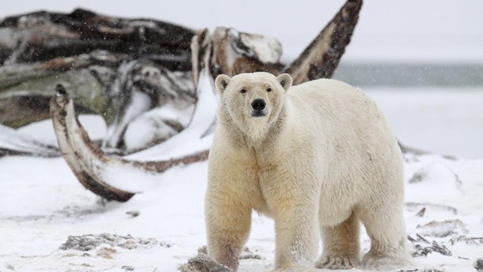 Polar bear with whale bones