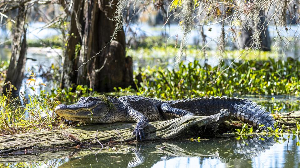 Alligator américain (Alligator mississippiensis), situé sur un tronc d'arbre dans l'eau, bassin d'Atchafalaya, Louisiane, USA