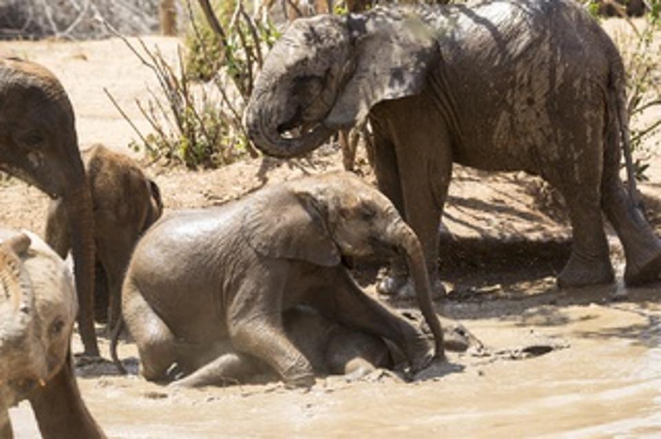 Reteti Elephant Sanctuary