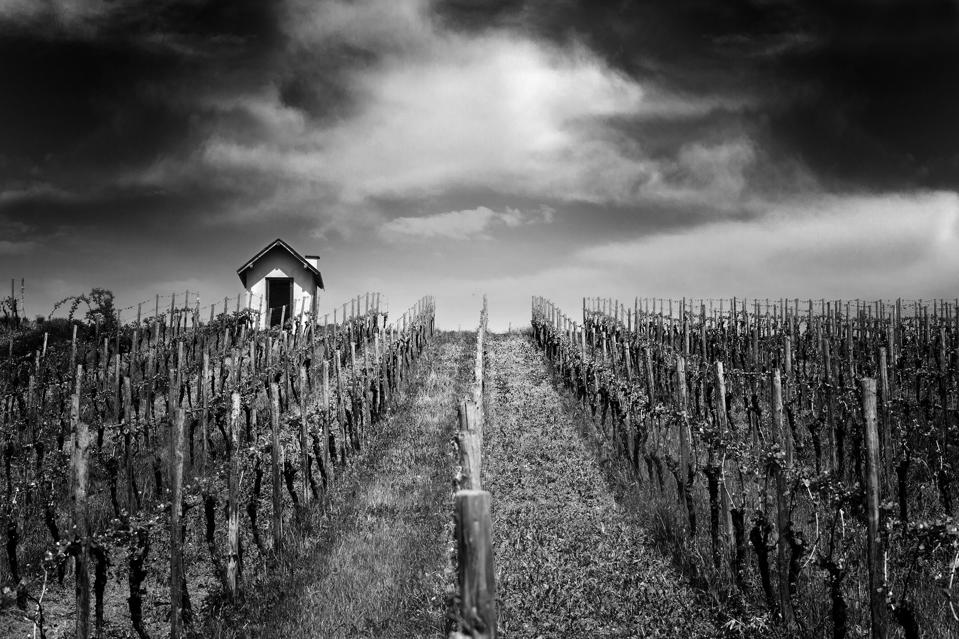 Small hut in the vineyard
