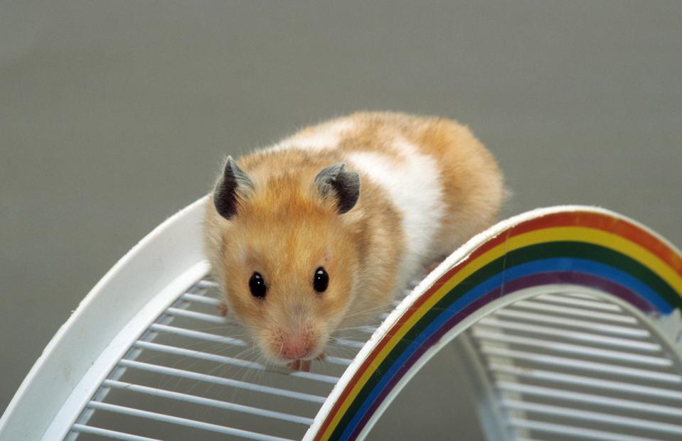 Golden hamster - Gay Hamster Wheel Fun Financial Planner