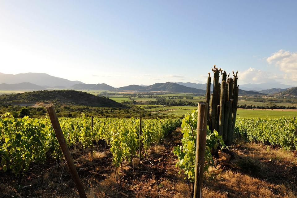 Vineyards, cactus and mountains