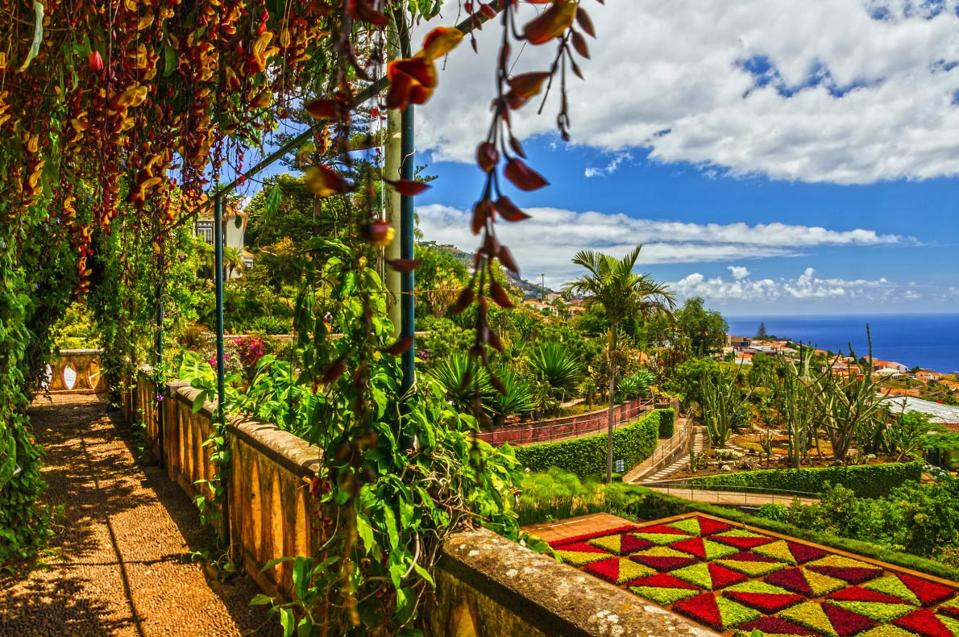 tropical vegetation in Madeira Madeira Islands - Portugal