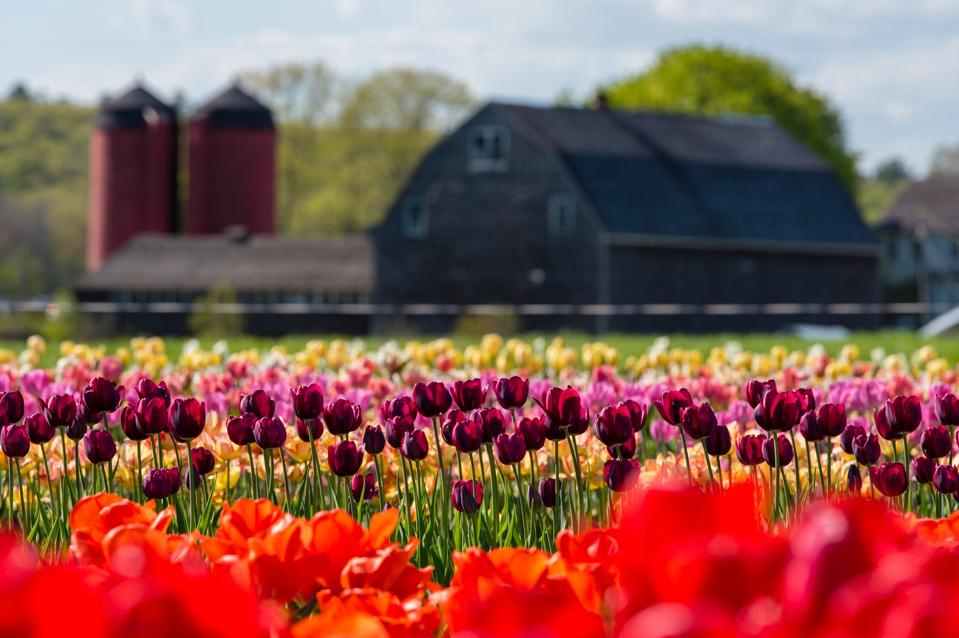 A tulip farm in Kingston, Rhode Island.
