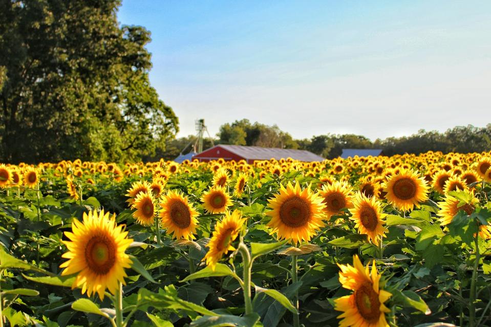 Sunflowers in Kansas