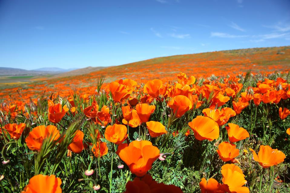 Californian Poppies in the Antelope Valley