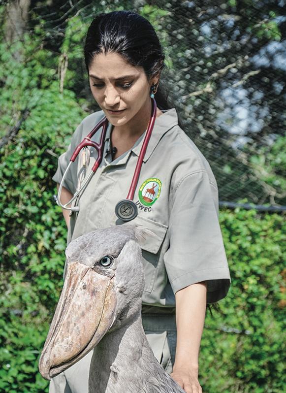 Dr. Gabby Wild with a shoebill stork in Uganda
