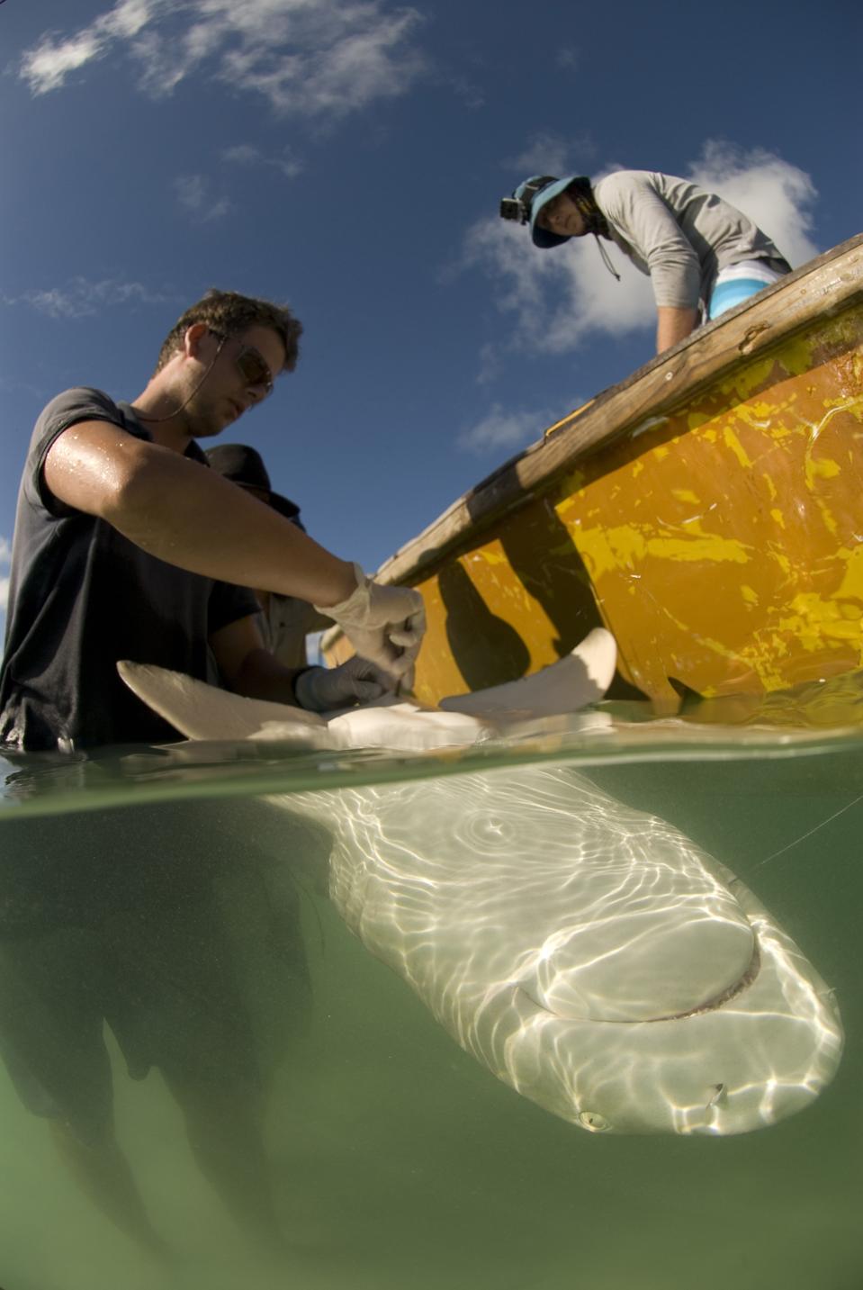 Dr. James Lea implanting an acoustic transmitter in a lemon shark.
