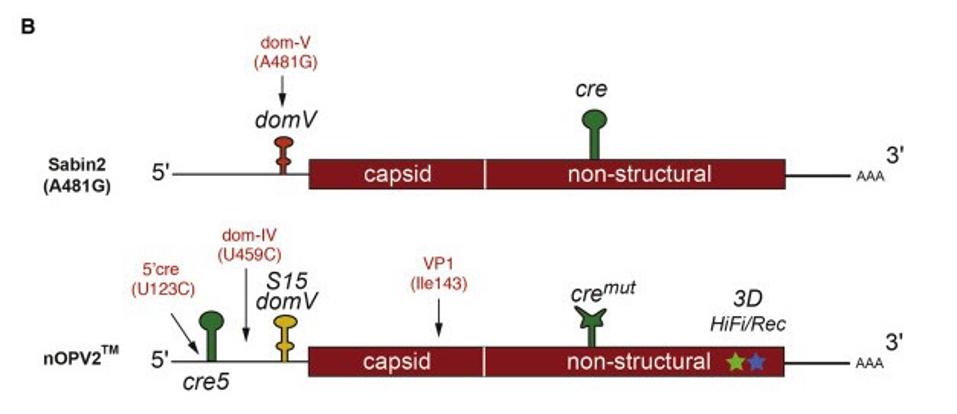 Figure 1. Positions for the most frequent mutations identified from shed viruses: domV A481G in Sabin2 (Evans et al., 1985); U123C (5′ cre), U459C (domIV), and A2969G (VP1-I143V) in nOPV2. 