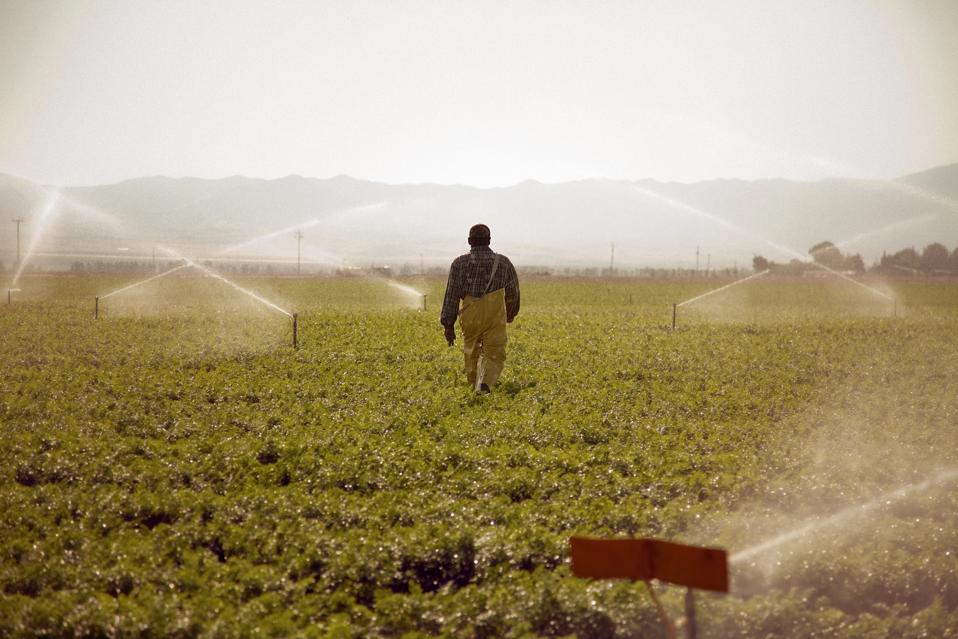 Purpose At Work: How Bolthouse Farms is Growing the Plant-based Food Movement