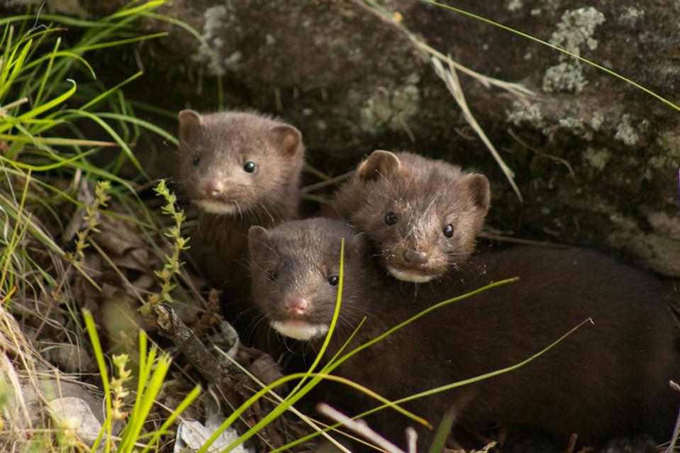 Curious mink family