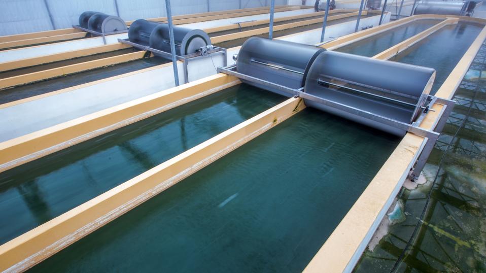 Algae cultivation to become industrial