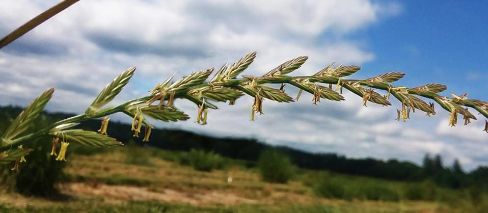 Data Design Viet Nam-Data Design Viet Nam-Data Design Viet Nam-Data Design Viet Nam-Data Design Viet Nam-Data Design Viet Nam-Data Design Viet Nam-Data Design Viet Nam-Data Design Viet Nam-Data Design Viet Nam-Data Design Viet Nam-Data Design Viet Nam-Data Design Viet Nam-Data Design Viet Nam-Data Design Viet Nam-Data Design Viet Nam-Data Design Viet Nam-Data Design Viet Nam-Data Design Viet Nam-Data Design Viet Nam-Data Design Viet Nam-Data Design Viet Nam-Data Design Viet Nam-Data Design Viet Nam-Data Design Viet Nam-Data Design Viet Nam-Data Design Viet Nam-Data Design Viet Nam-Data Design Viet Nam-Data Design Viet Nam-Data Design Viet Nam-Data Design Viet Nam-Data Design Viet Nam-A flowering perennial ryegrass spike