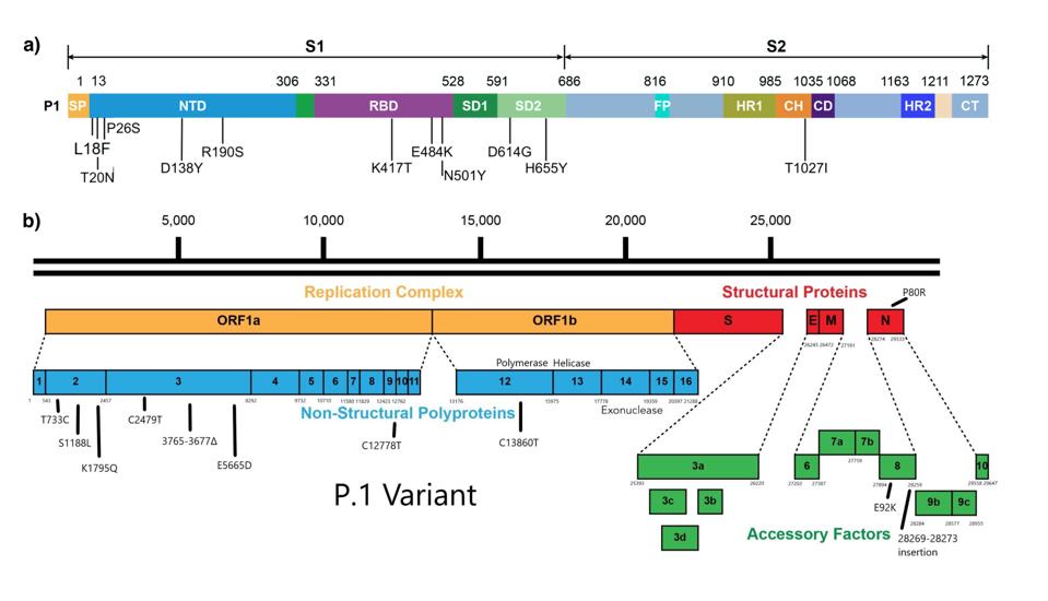 Linear representations of the spike protein and broader genome of the P.1 variant.