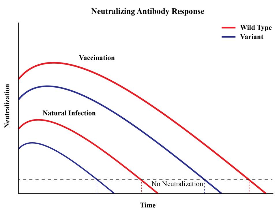 Figure 4. A representation of antibody titers over time.