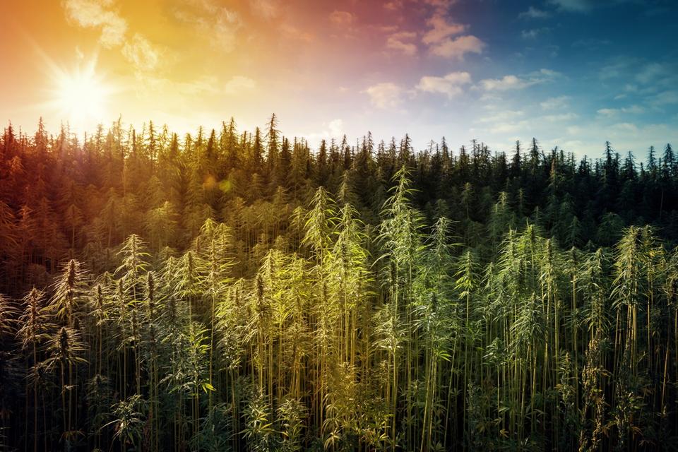 Hemp Field. Colorful SunsetSky and Landscape with Grass
