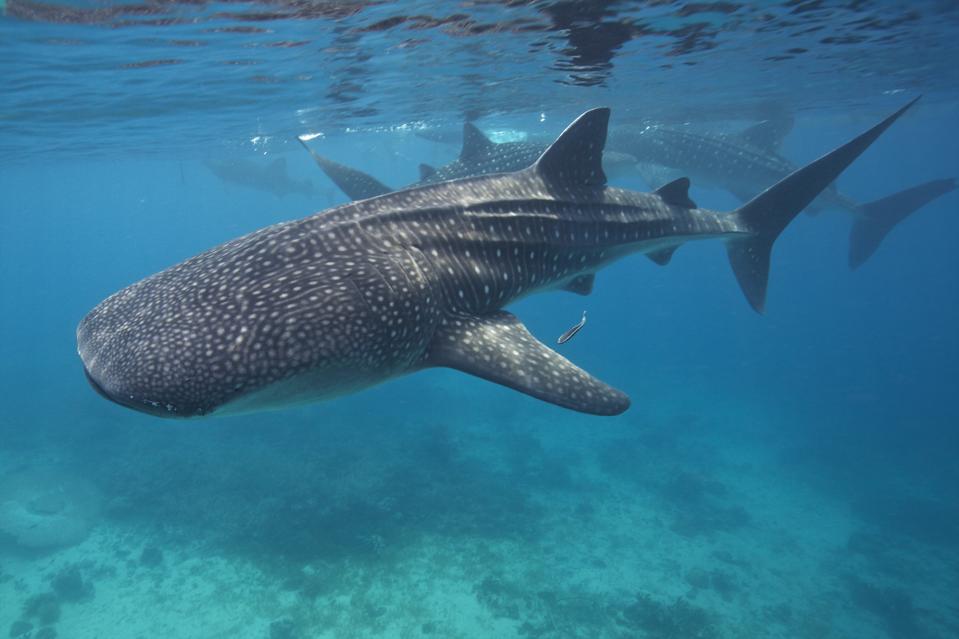 Whale sharks in the Bohol Sea, Philippines