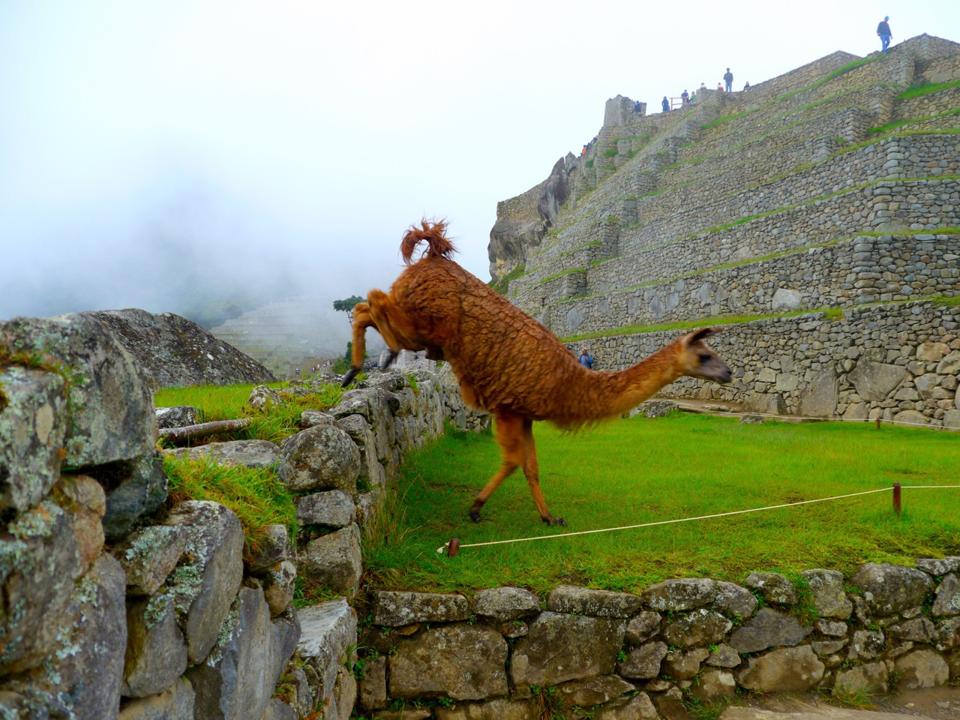 A brown llama hops down from one of the walls at Machu Picchu, in the background is a tiered pyramid with people walking on the top.