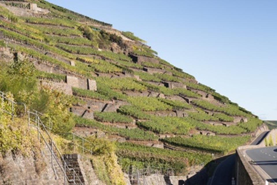 Vineyards at the Ahr river, Germany