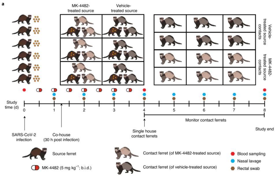Ferret Molnupiravir treatment schedule